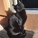 Epiphany Cat