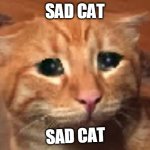 Sad cat meme template | SAD CAT; SAD CAT | image tagged in sad cat | made w/ Imgflip meme maker
