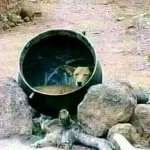 Dog In A Cauldron