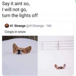 Corgis in snow meme