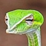 judgemental vine snake