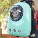 2020 A Place Oddity | OPEN THE POD BAY DOORS HAL; “I AM SORRY DAVE, I AM AFRAID I CAN’T DO THAT” | image tagged in cat pod,2001 a space odyssey,cat,meme,scared cat,memes | made w/ Imgflip meme maker