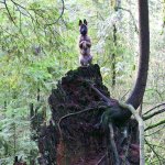 Dog on Tree