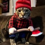 Lumberjack cat