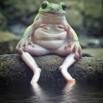 Sitting frog meme