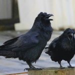 Australian Ravens Laughing