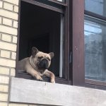 Dog hanging out The window