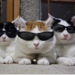 Cats Sunglasses