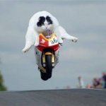 Cat on motorcycle