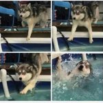 Dog falling in water