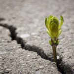 Hope Growth Bud Sprout Through Crack In Cement Pavement