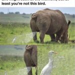 Life is the rhino I am the bird