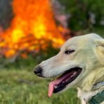 arsonist dog