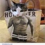 muscle cat