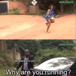 Why are you running | Stray Cat; Me wanting to pet it; Why are you running? | image tagged in why are you running | made w/ Imgflip meme maker