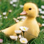 duck flowers cute meme