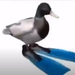 FLIPPER DUCK