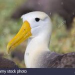 Sad Albatross