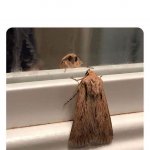 Reflection Moth