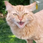 Cat Lion named Pumpkin meme