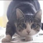 Shaq cat dance GIF Template