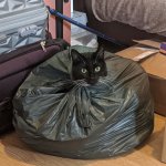 Trash cat