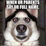 Oh no.... | WHEN UR PARENTS SAY UR FULL NAME. | image tagged in funny dogs,dogs,parents,trouble | made w/ Imgflip meme maker