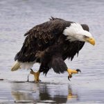 Pissed off Eagle