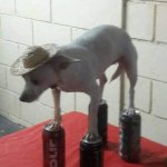 dog standing on cans meme