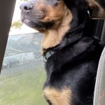 Shocked Backseat Pupper