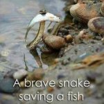 Go Snake | image tagged in brave snake | made w/ Imgflip meme maker