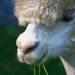 Alpaca Lunch