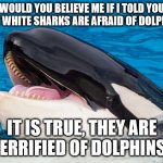 Hehehe orca | WOULD YOU BELIEVE ME IF I TOLD YOU GREAT WHITE SHARKS ARE AFRAID OF DOLPHINS? IT IS TRUE, THEY ARE TERRIFIED OF DOLPHINS. | image tagged in hehehe orca | made w/ Imgflip meme maker