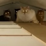 Council of cats aproves meme