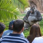 gorilla giving a speech