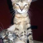 Kitten Photobomber