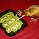 Kiwi Cannibalism meme