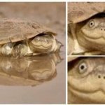 Tortoise