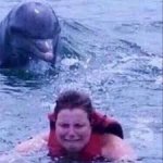Dolphin chases swimmer meme