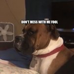 Dog Really face? | DON'T MESS WITH ME FOOL | image tagged in dog really face | made w/ Imgflip meme maker