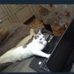 Cat computer