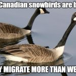 Geese | The Canadian snowbirds are back; THEY MIGRATE MORE THAN WE DO! | image tagged in geese | made w/ Imgflip meme maker