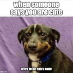 sad dog | when someone says you are cute; tries to be extra cute | image tagged in sad dog | made w/ Imgflip meme maker