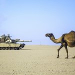 Camel vs Tank