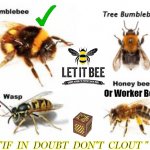 BEES | Or Worker Bee; "IF  IN  DOUBT  DON'T  CLOUT " | image tagged in bees | made w/ Imgflip meme maker