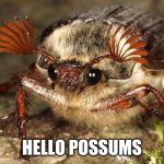 Dame Edna Maybug | HELLO POSSUMS | image tagged in dame edna maybug,memes,funny | made w/ Imgflip meme maker