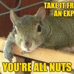 Philosopher Squirrel | TAKE IT FROM 
AN EXPERT; YOU'RE ALL NUTS | image tagged in squirrel philosopher | made w/ Imgflip meme maker