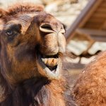 Angry Camel