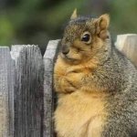 Annoyed Squirrel
