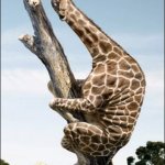 giraffe climbing a tree | IS IT STILL THERE? I HATE SPIDERS | image tagged in giraffe climbing a tree | made w/ Imgflip meme maker